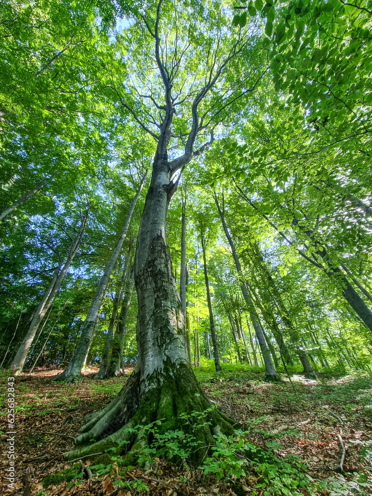 Large old beech tree with lush green leaves in Carpathian mountains in summer time.
Large old beech tree with lush green leaves in Carpathian mountains in summer time.