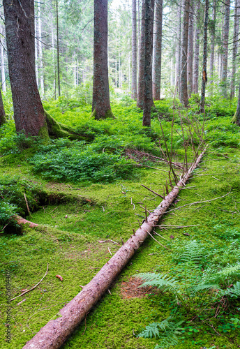 The magic forest path leads 2.5 kilometers through the enchanted high moor landscape of the Taubenmoos in Bernau, district of Oberlehen, Black Forest region in Germany. photo