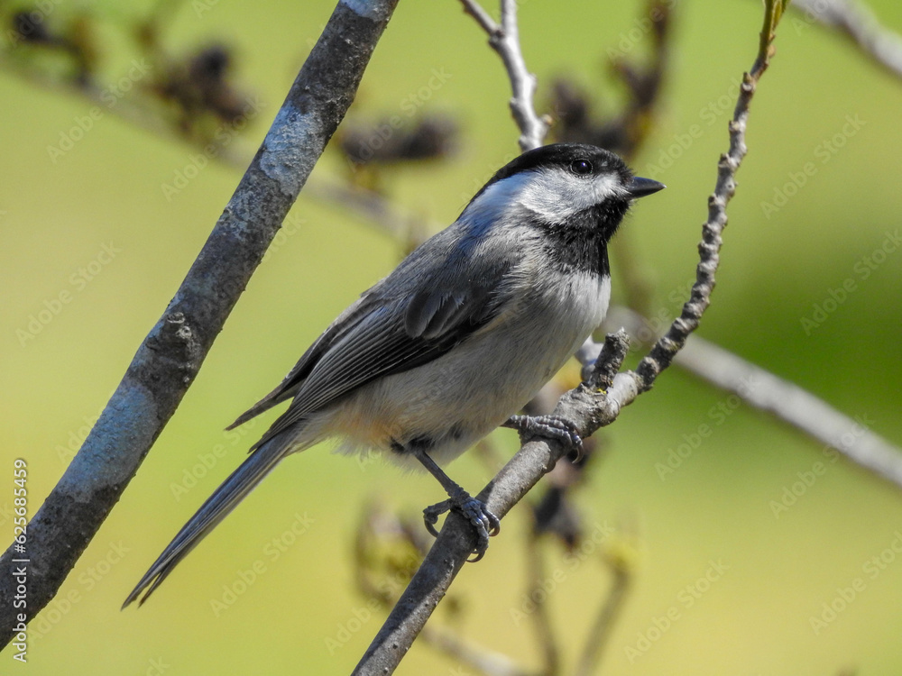 Obraz premium Carolina Chickadee