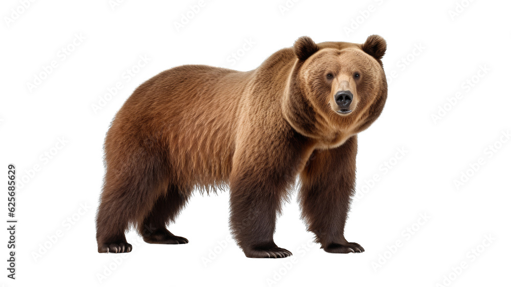 Obraz premium Brown Bear isolated on transparent background