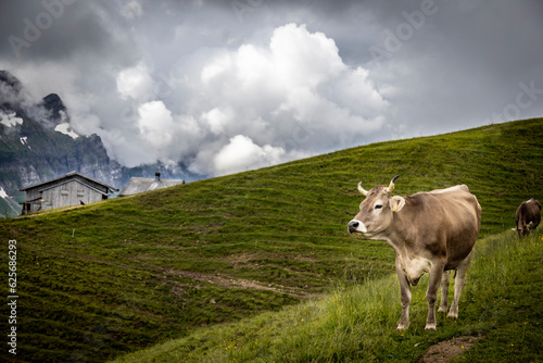 meadow with cows in the mountains of the alps at appenzell switzerland