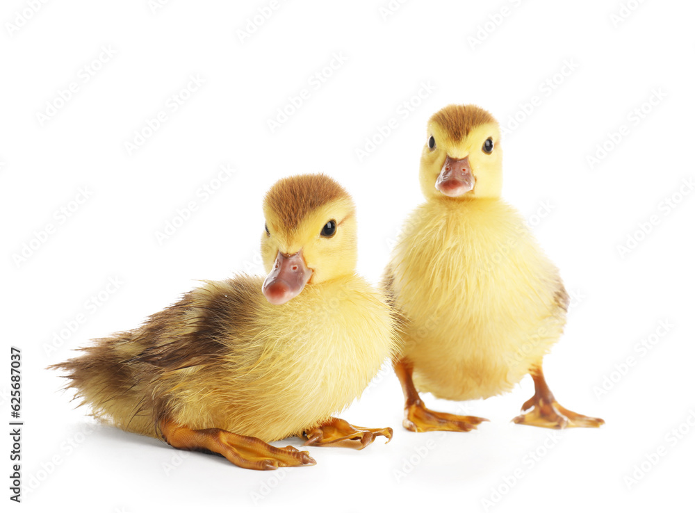 Fototapeta premium Two adorable fluffy yellow ducklings standing together, cute baby birds, farm animal life, isolated white background