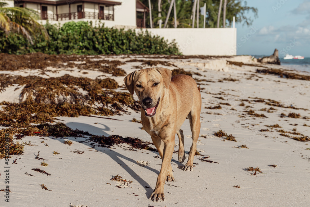 vue d'un chien brun à poil court de face qui marche vers la caméra en souriant sur une plage pleine d'algue lors d'un lever de soleil 