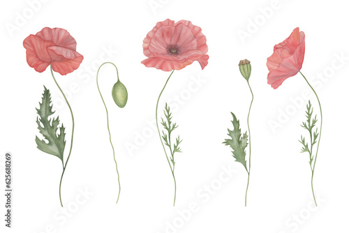Set of watercolour red poppies