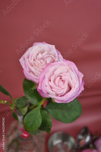 pink rose and leaves
