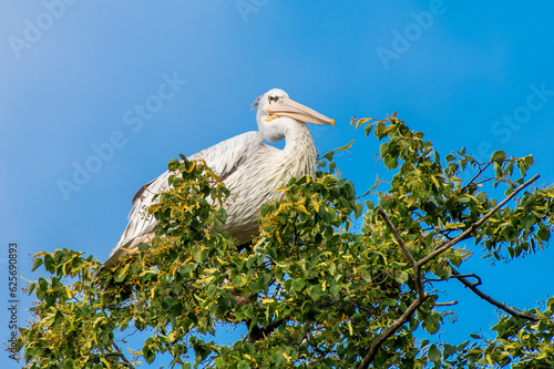 pelikan z Opola na drzewie lipy