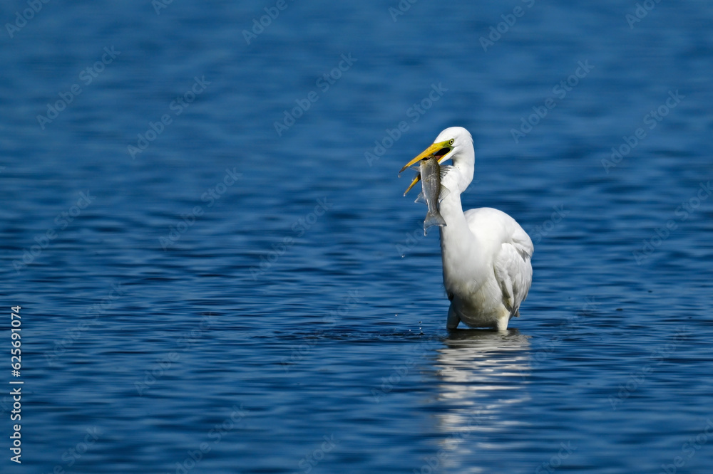 Great White Egret with caught fish // Silberreiher mit gefangenem Fisch (Ardea alba) - Greece Great White Egret with caught fish // Silberreiher mit gefangenem Fisch (Ardea alba) - Greece