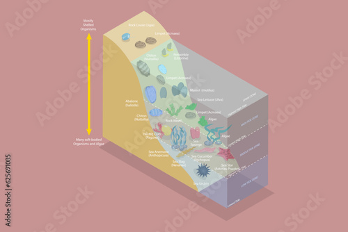 3D Isometric Flat Vector Conceptual Illustration of Scheme With Spray And Tidal Zones Axis , Lake Ecosystem