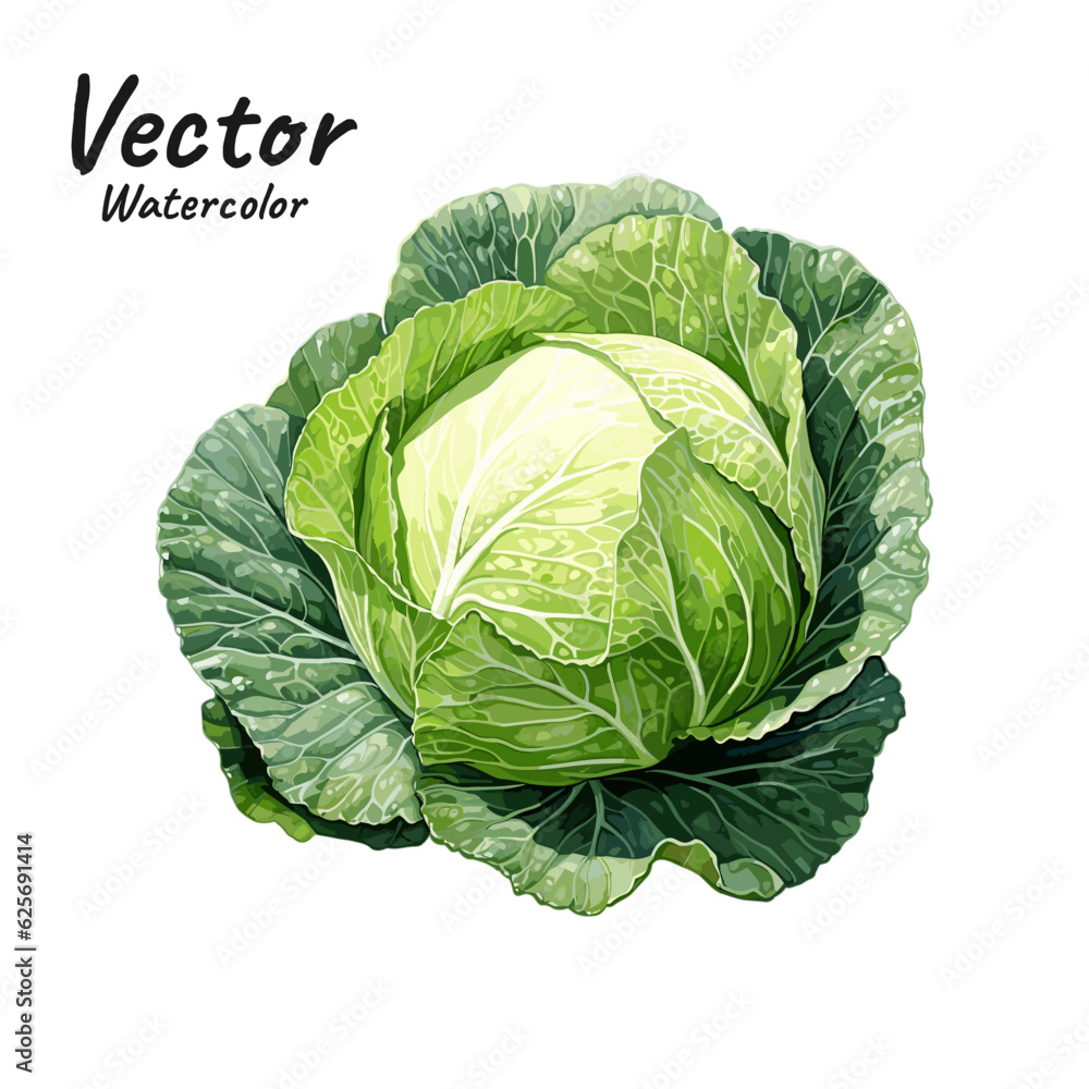 Fototapeta premium Beautiful watercolor illustration of cabbage on a white background. 