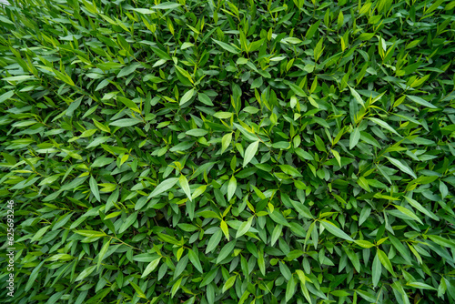 Frostproof, Gardenia Jasminoides, abstract, backdrop, background, backgrounds, botanical, botany, branch, bush, close, close-up, closeup, color, composition, countryside, design, detail, environment, 