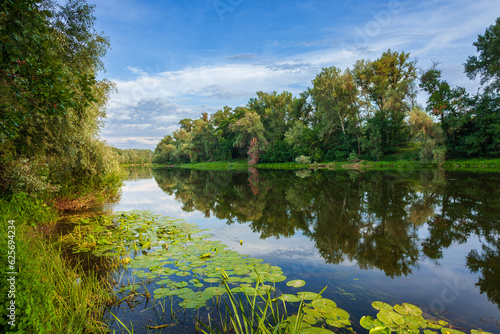 View of the river and reeds on a windless summer evening. Reflections of clouds and trees in the water of the river. Leaves of water lilies near the riverbank in the shade of trees.