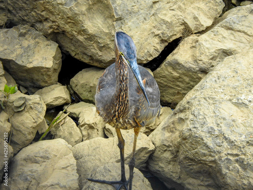 Great Blue Heron