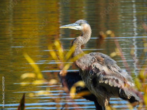 Great Blue Heron