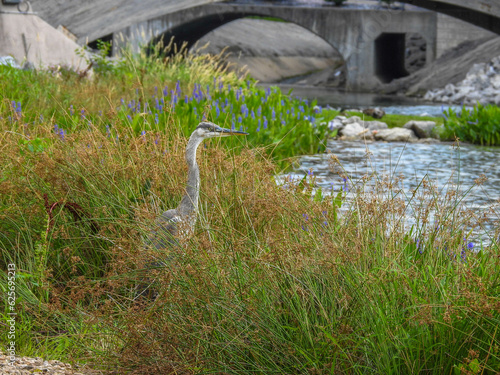 Great Blue Heron