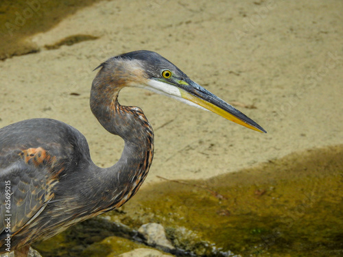 Great Blue Heron