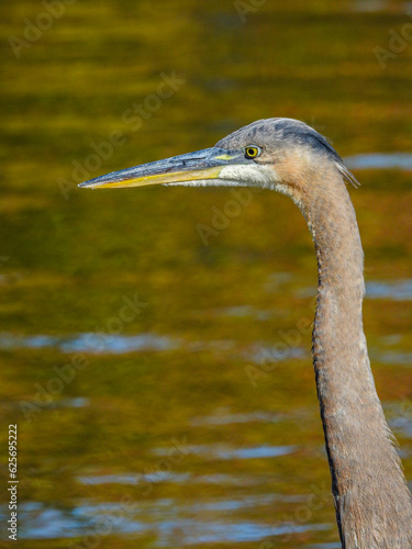 Great Blue Heron
