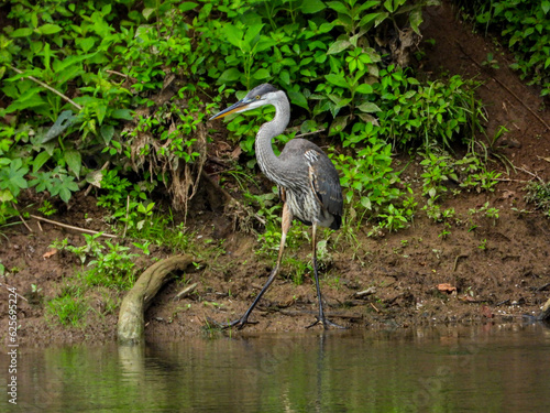 Great Blue Heron