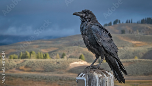 Raven perched on post at a pullout in Hayden Valley, Yellostone National Park, under an ominous sky photo