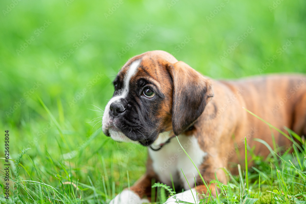 Brindle boxer puppy 9 weeks, with natural tail and ears, have fun on green blurred background