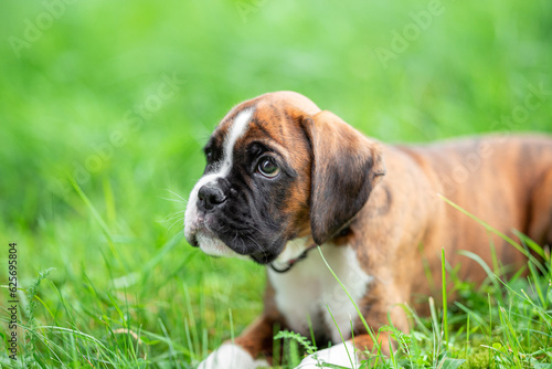 Brindle boxer puppy 9 weeks, with natural tail and ears, have fun on green blurred background © Mariya