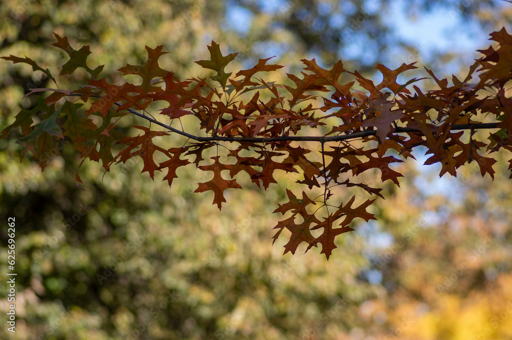 Quercus coccinea red orange yellow leaves during autumn season, ornamental tree Quercus coccinea red orange yellow leaves during autumn season, ornamental tree