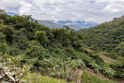 Lush, green palm trees at a plantation in the Bolivian Andes - traveling and exploring South America