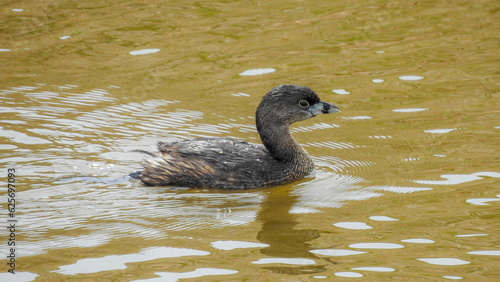 Pied-Billed Grebe