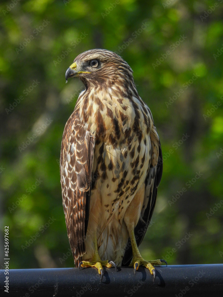 Fototapeta premium Red-shouldered Hawk