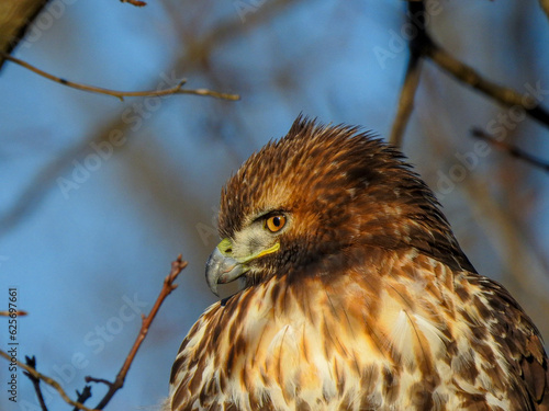 Hawk