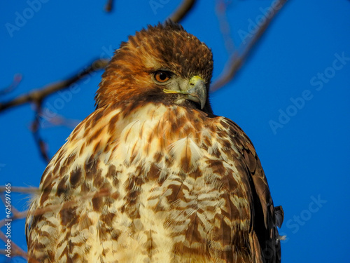 Hawk