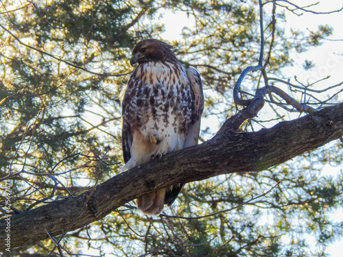 Hawk