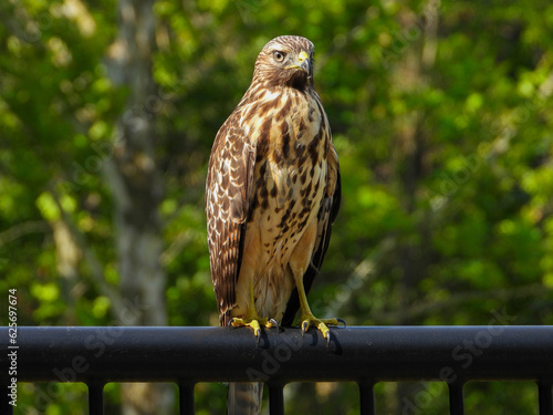Red-shoulderned hawk