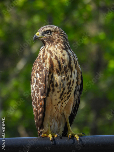 Red-shouldered Hawk