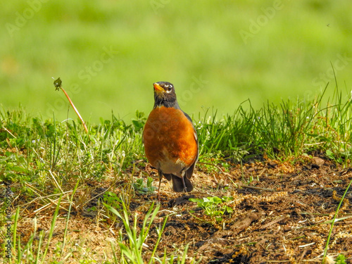 Robin