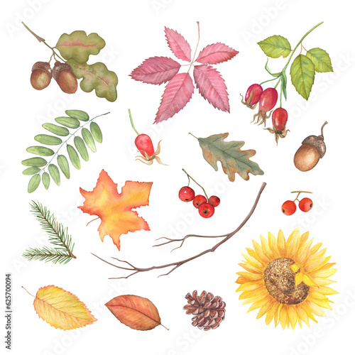 Hand drawn autumn leaves, dry branches, sunflower, oak tree branch and berries