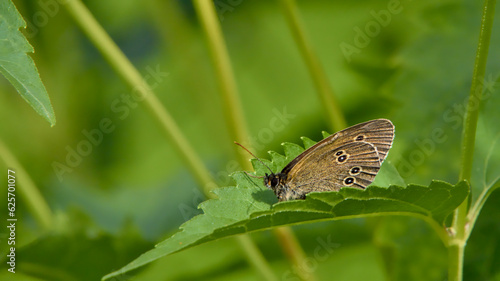 The ringlet butterfly (Aphantopus hyperantus) on garden flowers in summer