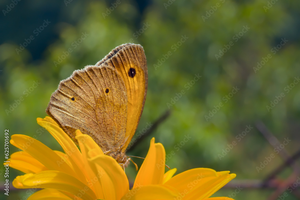 Fototapeta premium Meadow brown butterfly (Maniola jurtina) on garden flowers in summer
