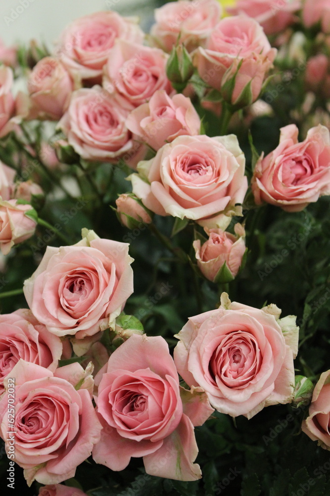 Roses Roses