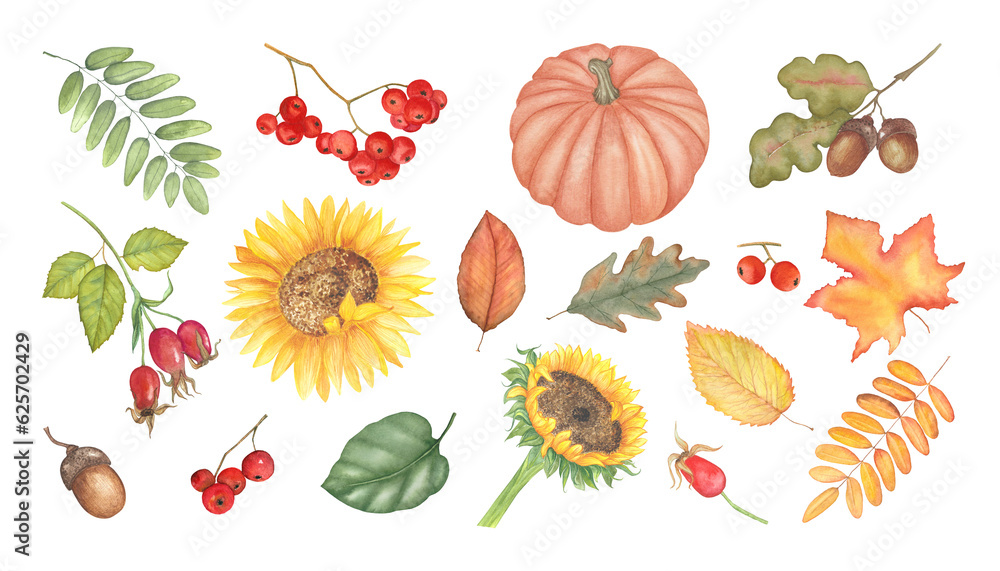 Hand drawn autumn leaves, pumpkin, sunflower and berries