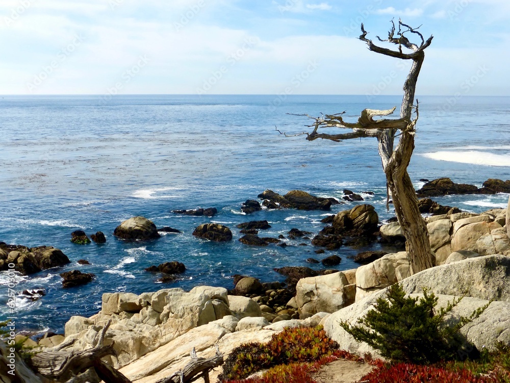 tree on the coast