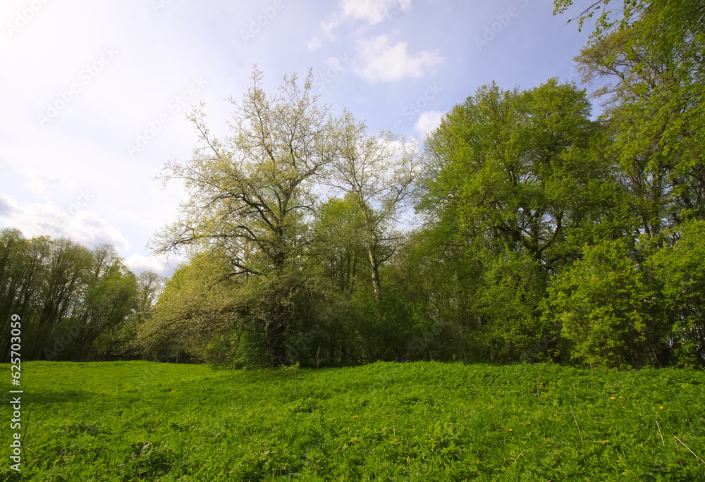 Spring landscape. Wild forest in the countryside. Spring landscape. Wild forest in the countryside.
