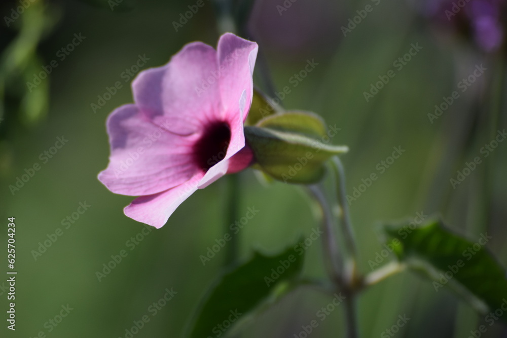 pink rose pink rose