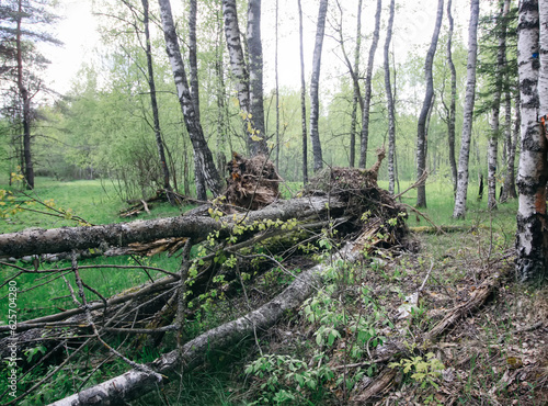 Wallpaper Mural Trees after the storm in wild nature. Forest in the countryside. Torontodigital.ca