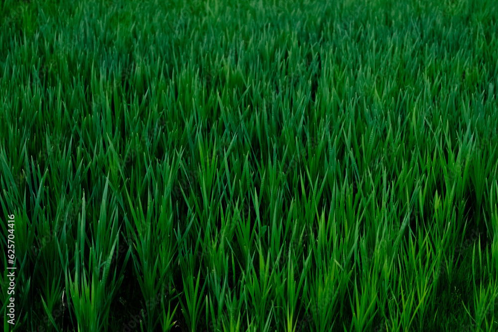 Beautiful green grass a lot Beautiful green grass a lot