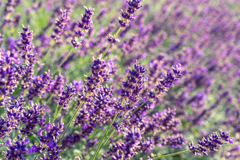 Obraz premium Bushes of lavender in the garden, landscape design. Sunset over blooming lavender field. Selective focus on purple lavender flowers, nature, herb, aromatherapy.