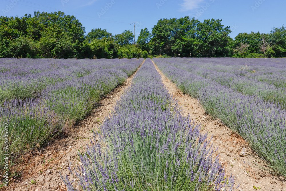 Fototapeta premium Lavendelfeld in Sault Provence, Frankreich