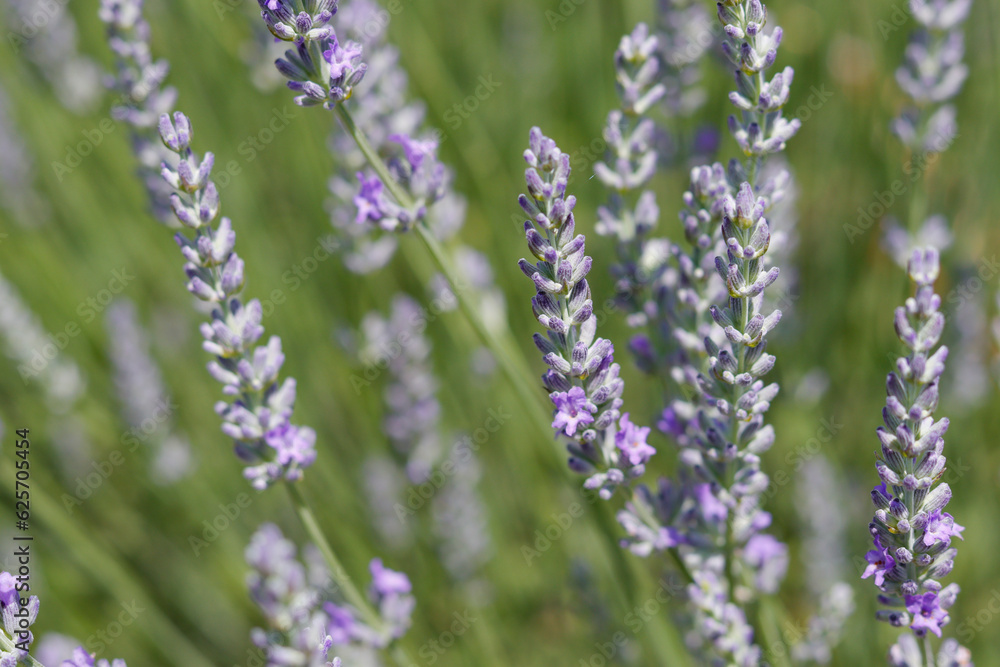 Obraz premium Lavendelblüte
