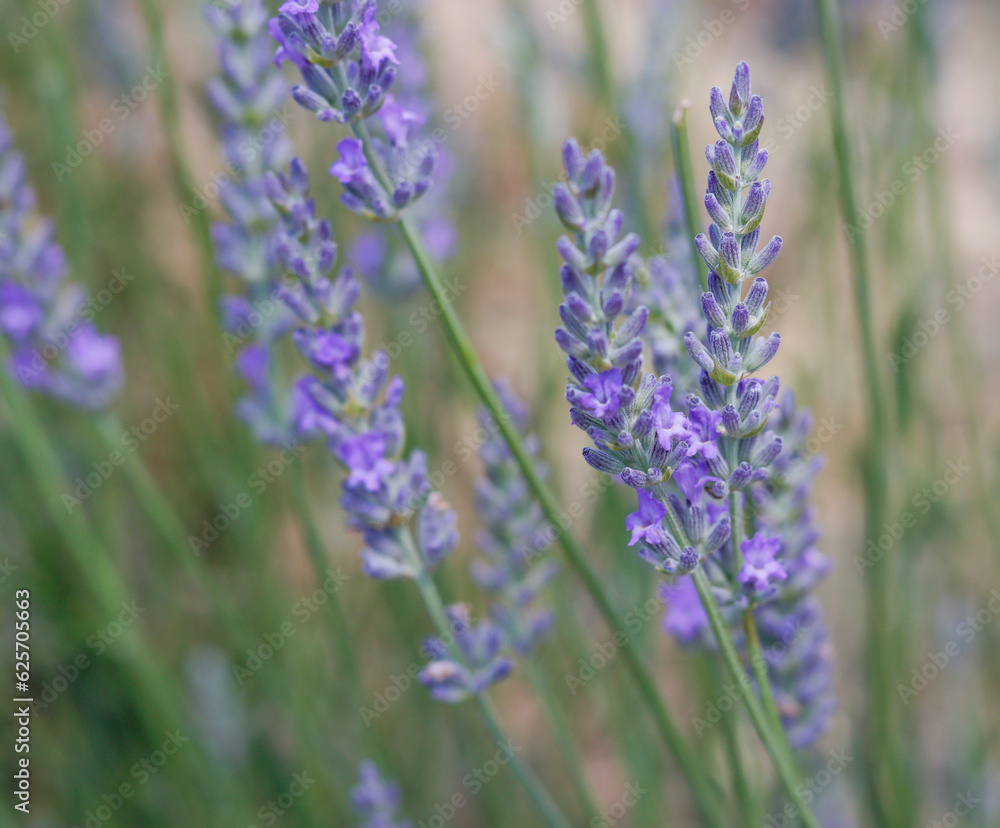 Fototapeta premium Lavendelblüte