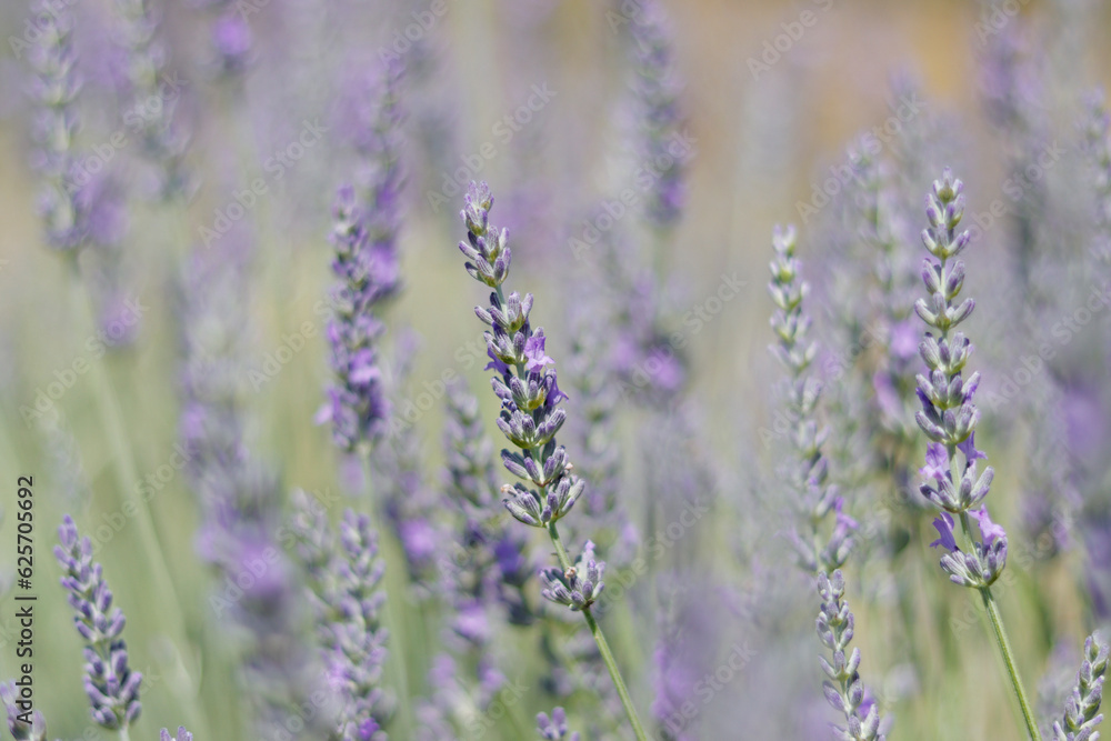 Fototapeta premium Lavendelblüte