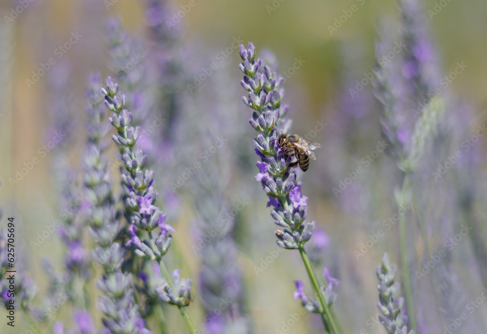 Obraz premium Lavendelblüte mit Biene